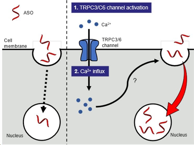 がん細胞に核酸医薬を効率よく取り込ませる新技術TRPC3/C6