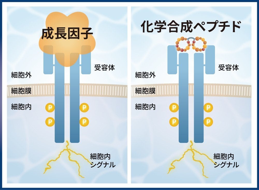オリヅルセラピューティクスとペプチグロース 成長因子代替ペプチドの