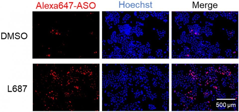 がん細胞に核酸医薬を効率よく取り込ませる新技術TRPC3/C6チャネル選択