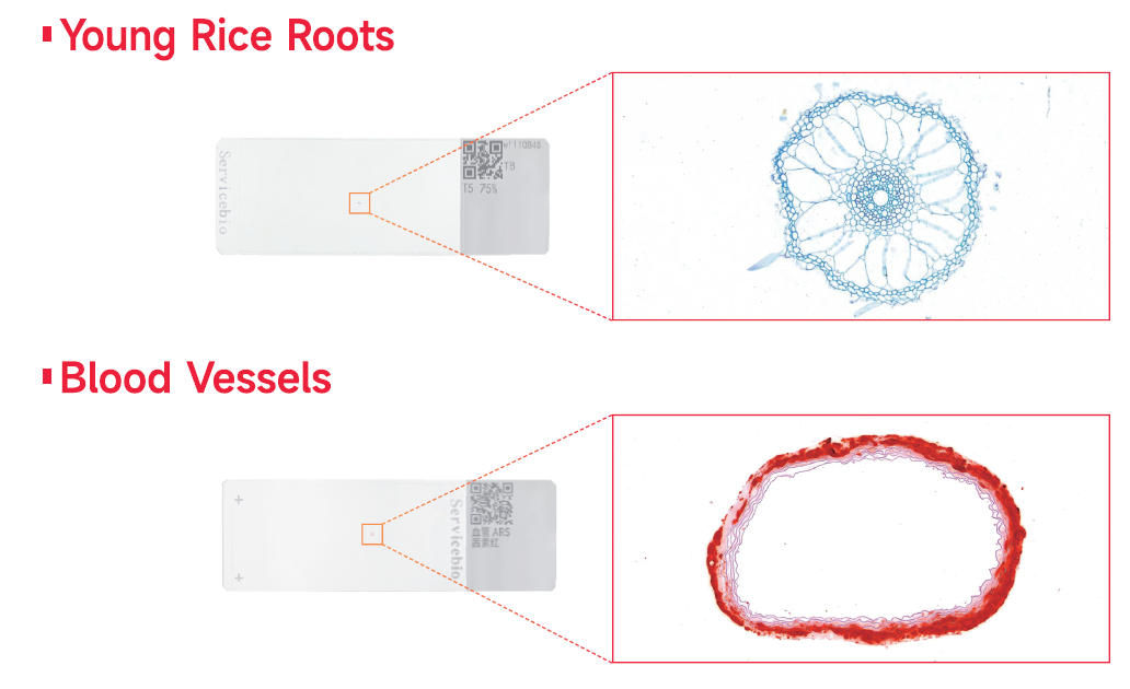 ダイアグラム

AI 生成コンテンツは誤りを含む可能性があります。
