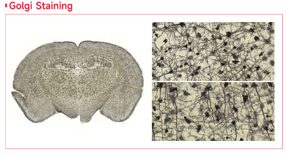 写真, クマ, ウニ, 敷物 が含まれている画像

AI 生成コンテンツは誤りを含む可能性があります。