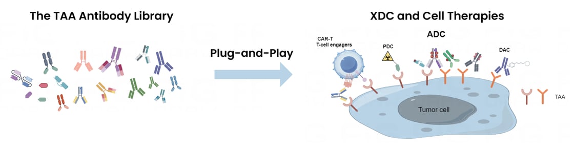 Biocytogen's TAA Antibody Library