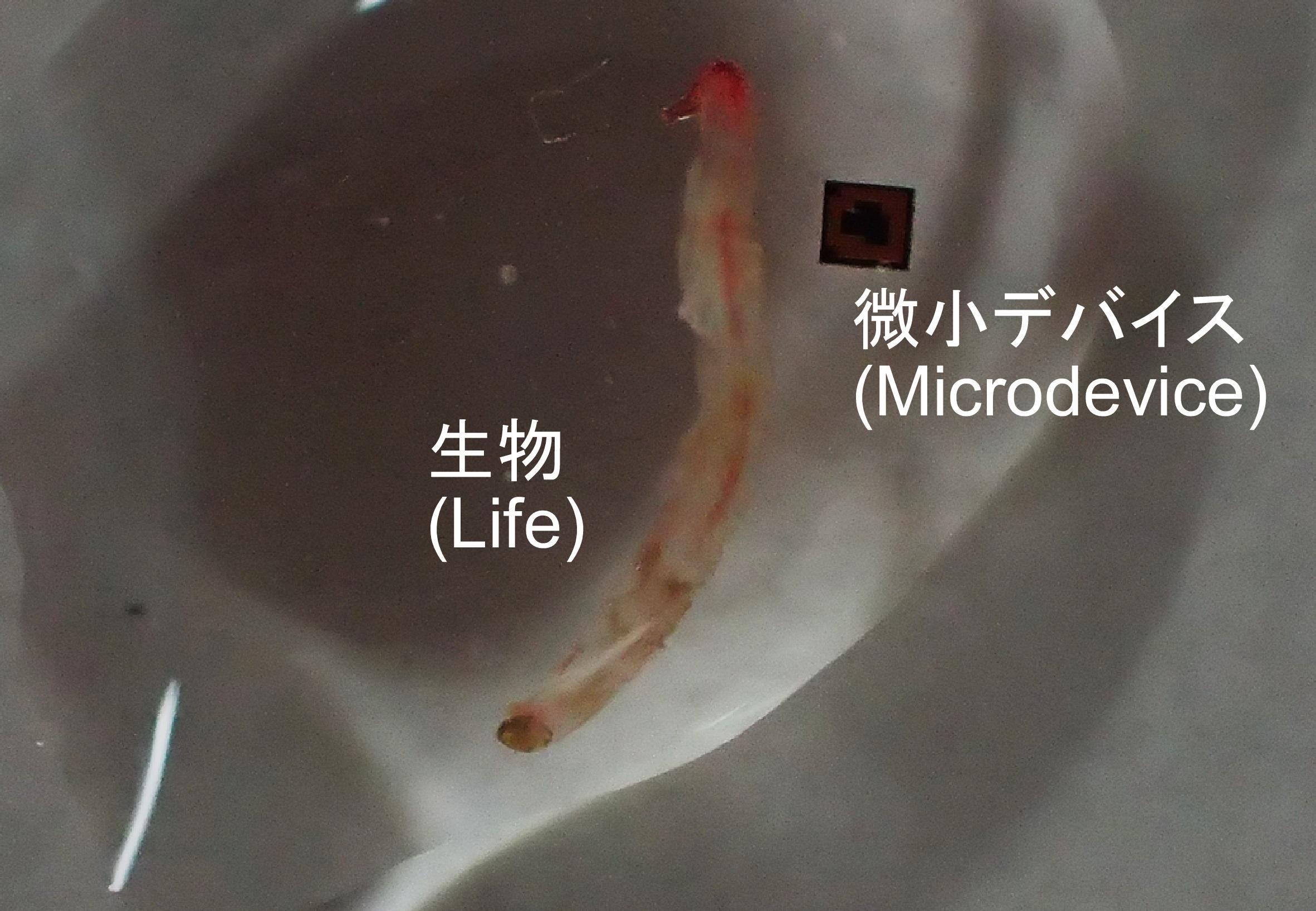 エンジニアリングネットワーク・ワークショップ - 生物のもつ耐性機能と工学の融合 -