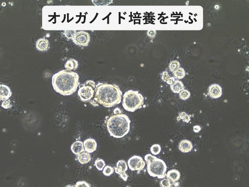 オルガノイド培養Basicハンズオントレーニング